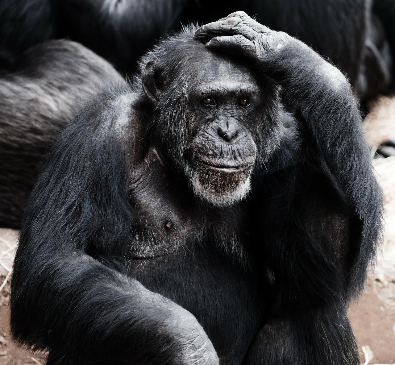 Ape Thinking?