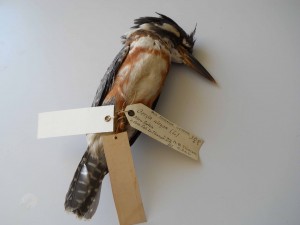 L'Estrange Kingfisher 1851